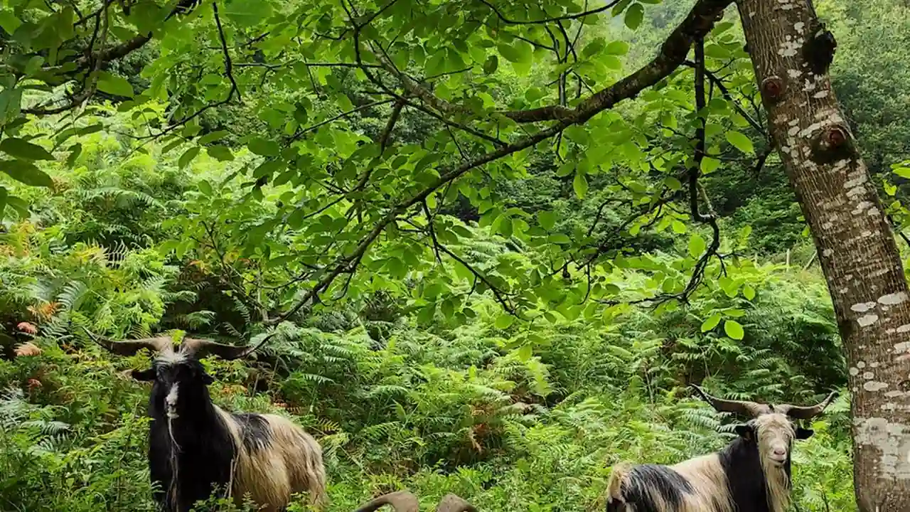 林孟蓉的头像