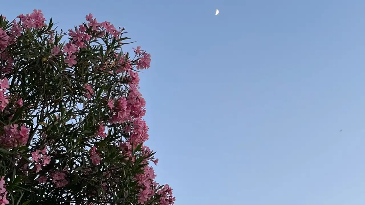 樱桃软件图片3