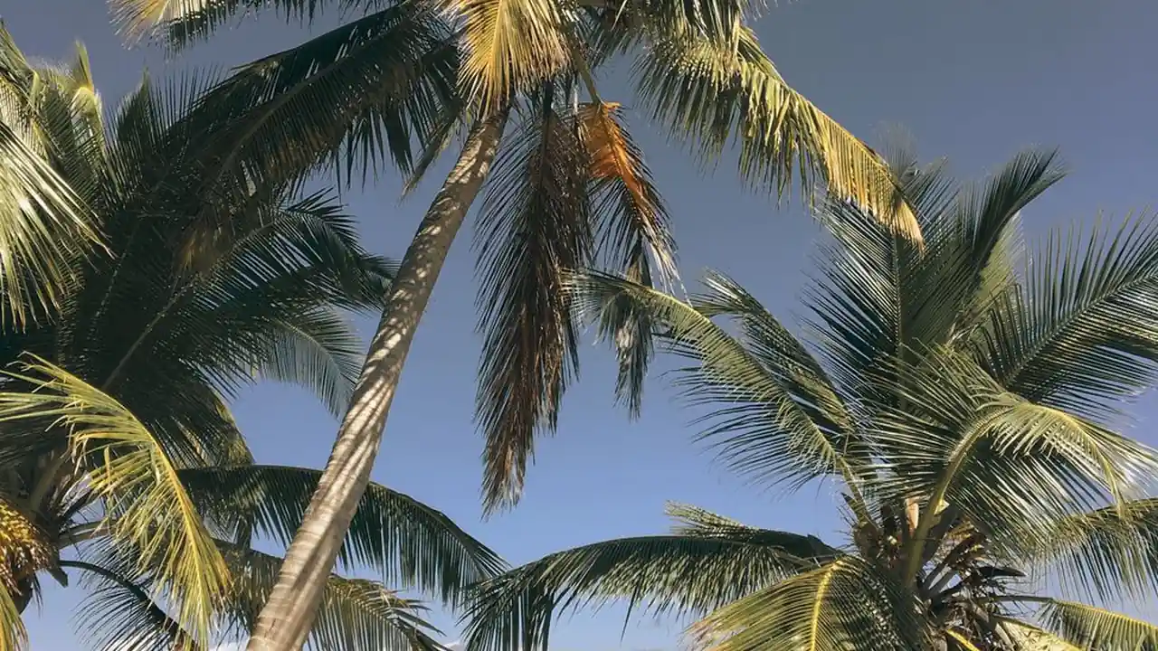 b站大片免费在线观看下载图片1